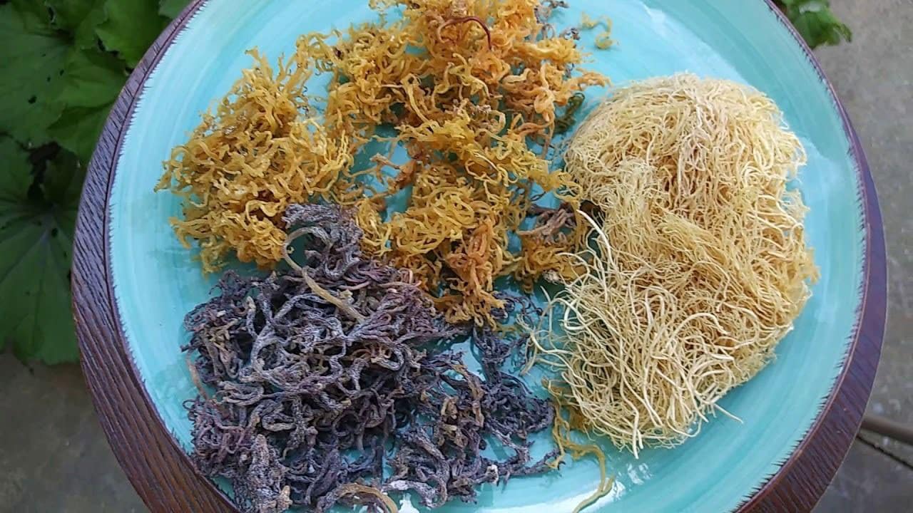 Sea Moss - Asa Andrew