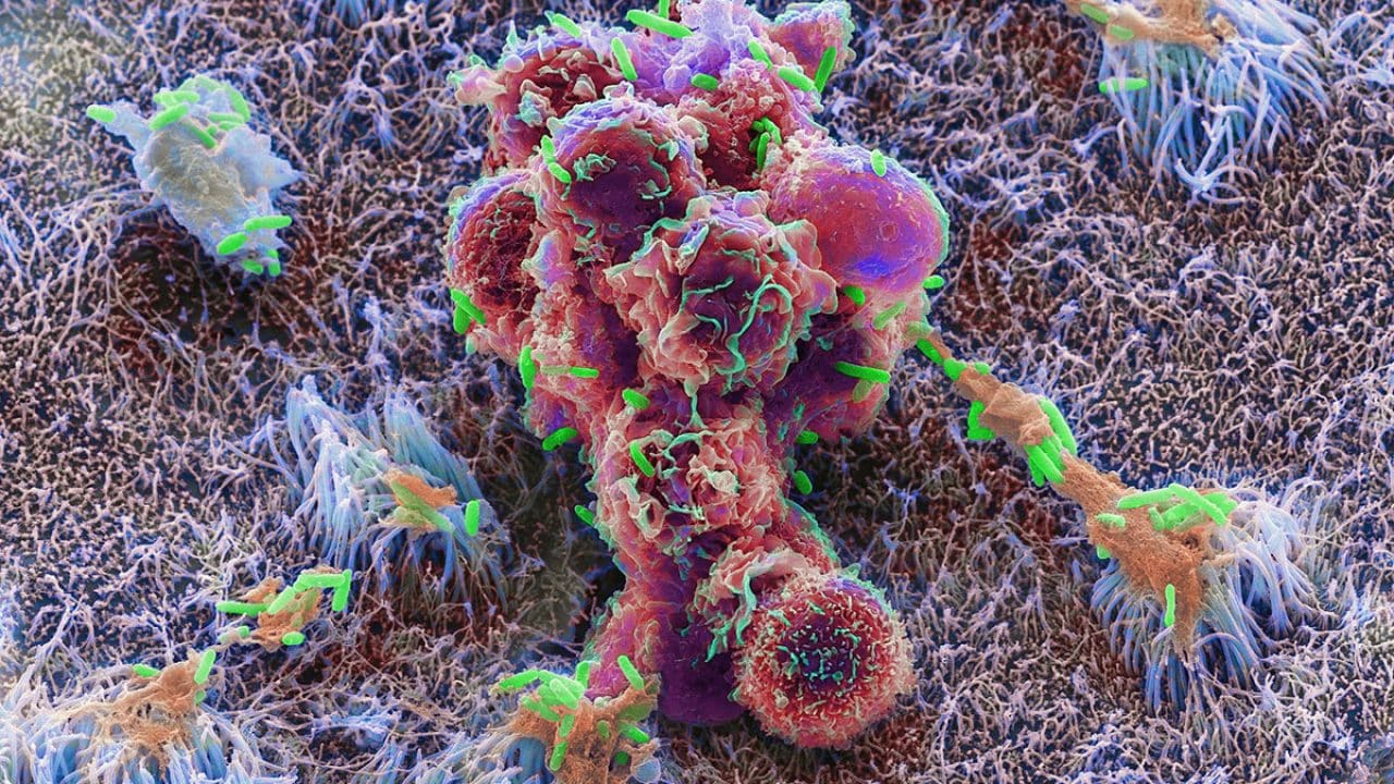 Lab Grown Organs Asa Andrew